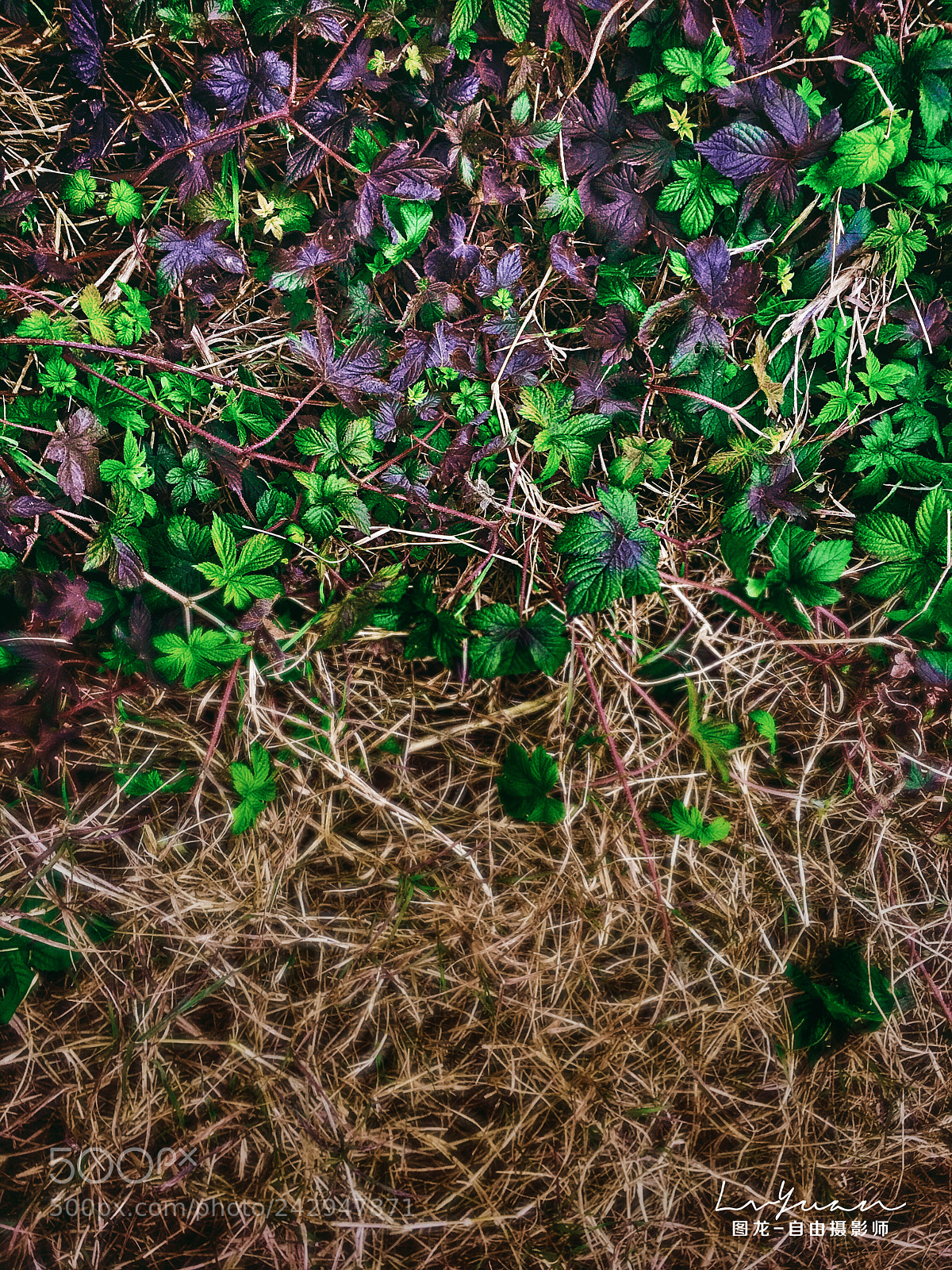 Apple iPhone 6s Plus sample photo. Untitled photography