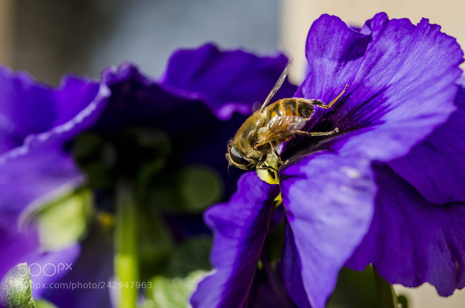 Nikon D5100 sample photo. Arı photography