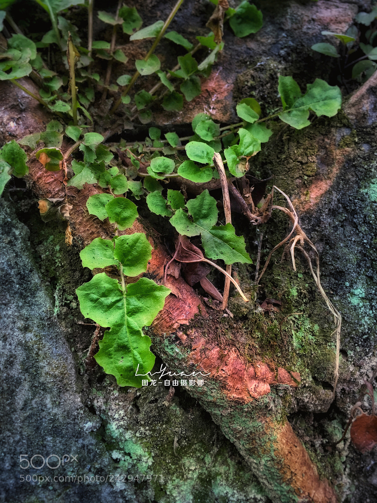 Apple iPhone 6s Plus sample photo. Untitled photography