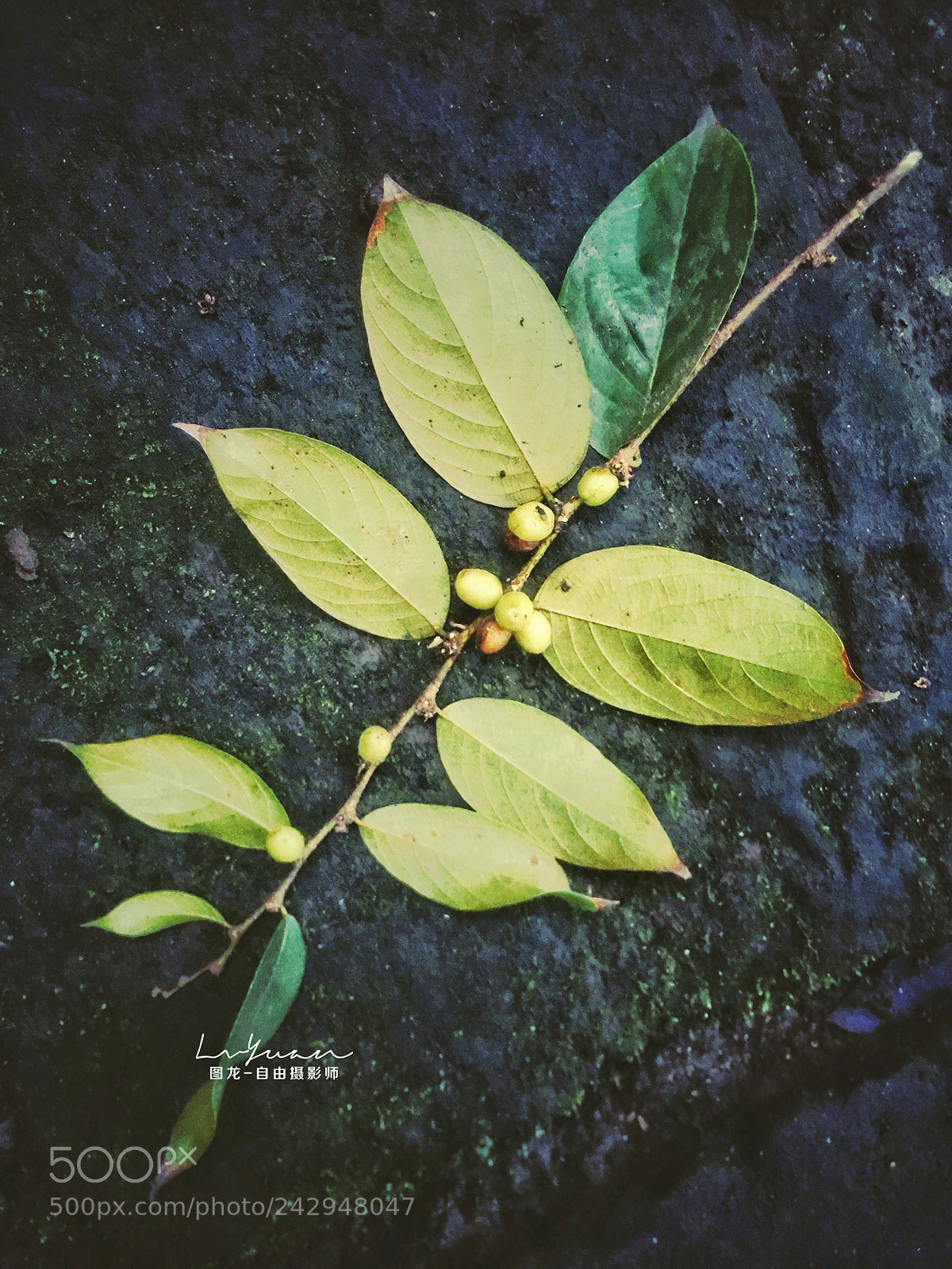 Apple iPhone 6s Plus sample photo. Untitled photography