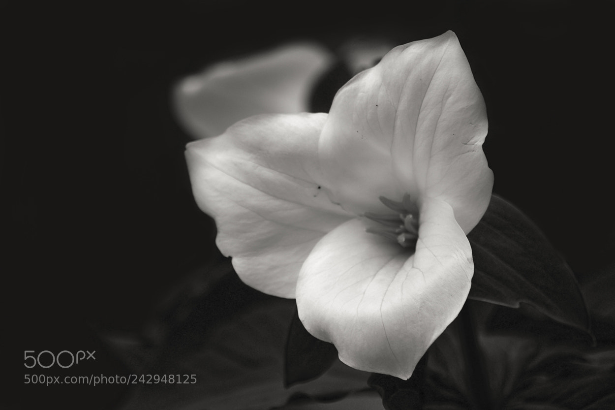 Nikon D3100 sample photo. White trillium/ trille photography