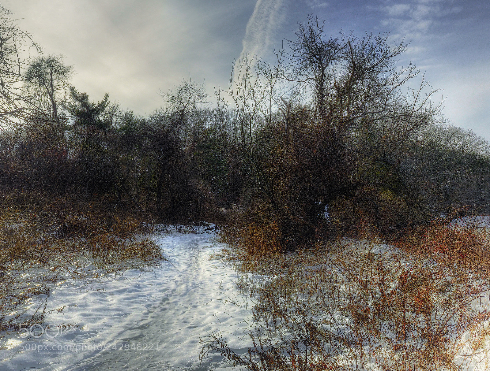 Olympus OM-D E-M1 Mark II sample photo. Winter colors photography