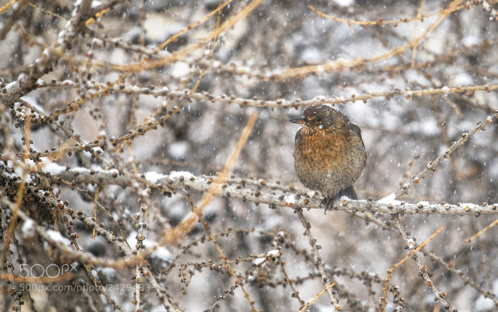 Nikon D850 sample photo. Blackbird female photography