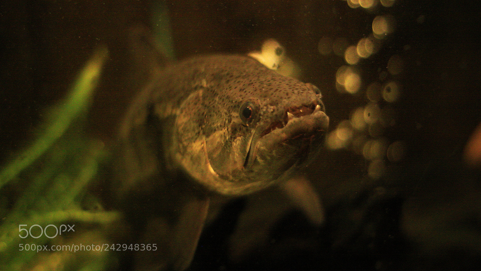 Canon EOS 50D sample photo. Fresh water predator photography