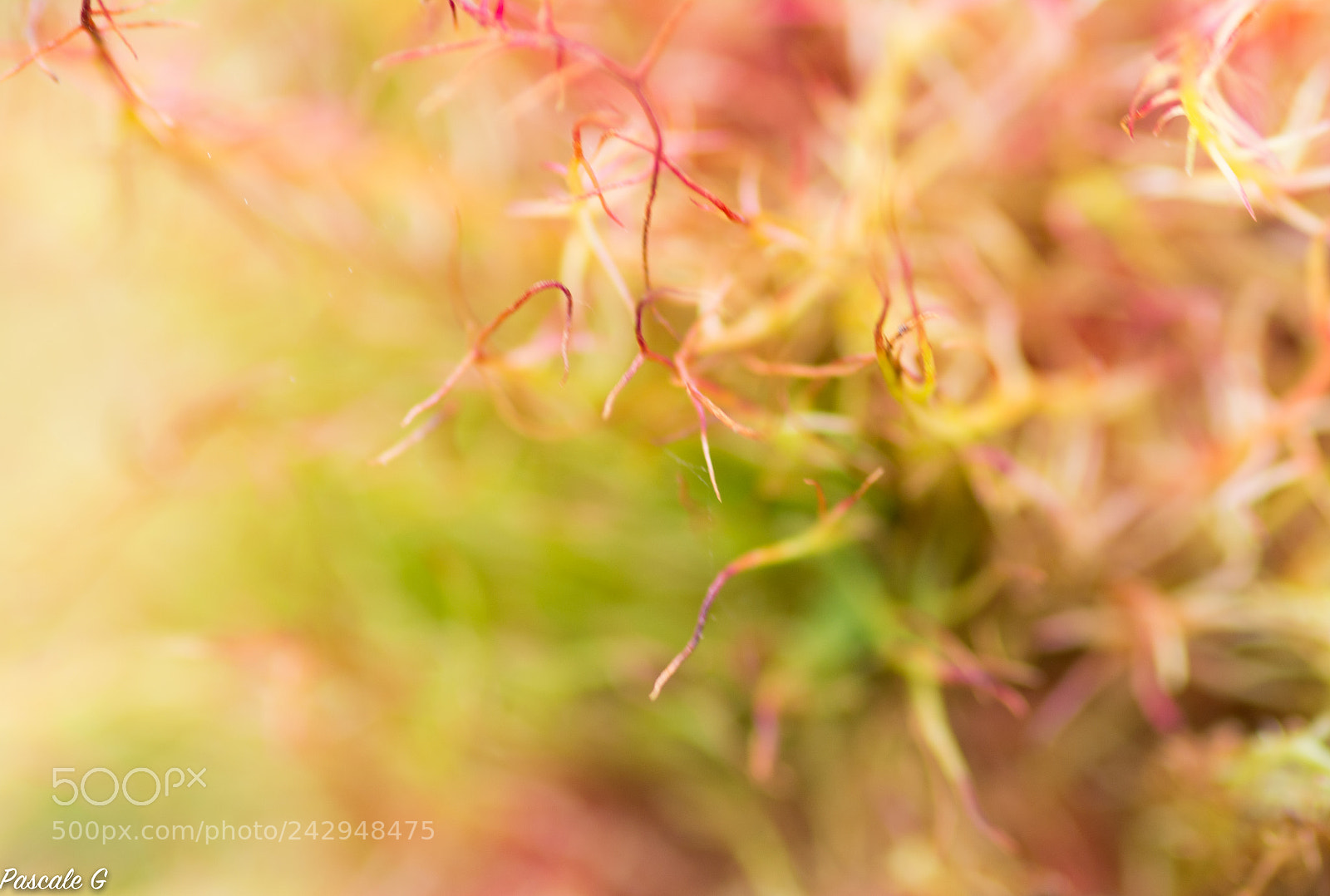 Nikon D7100 sample photo. Vegetal abstraction photography