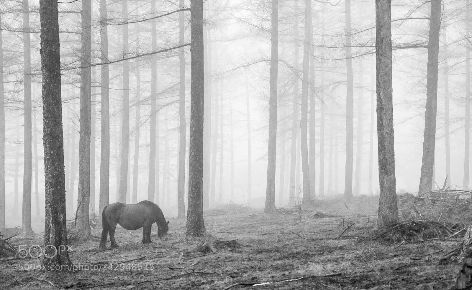 Nikon D810 sample photo. Silent forest photography