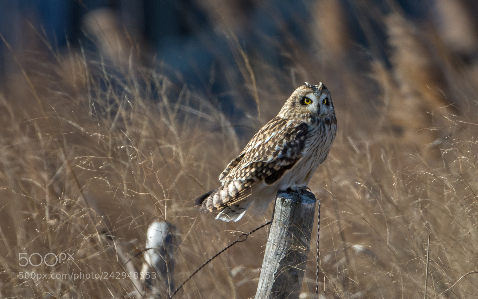 Canon EOS 7D Mark II sample photo. Shortie by the shore photography