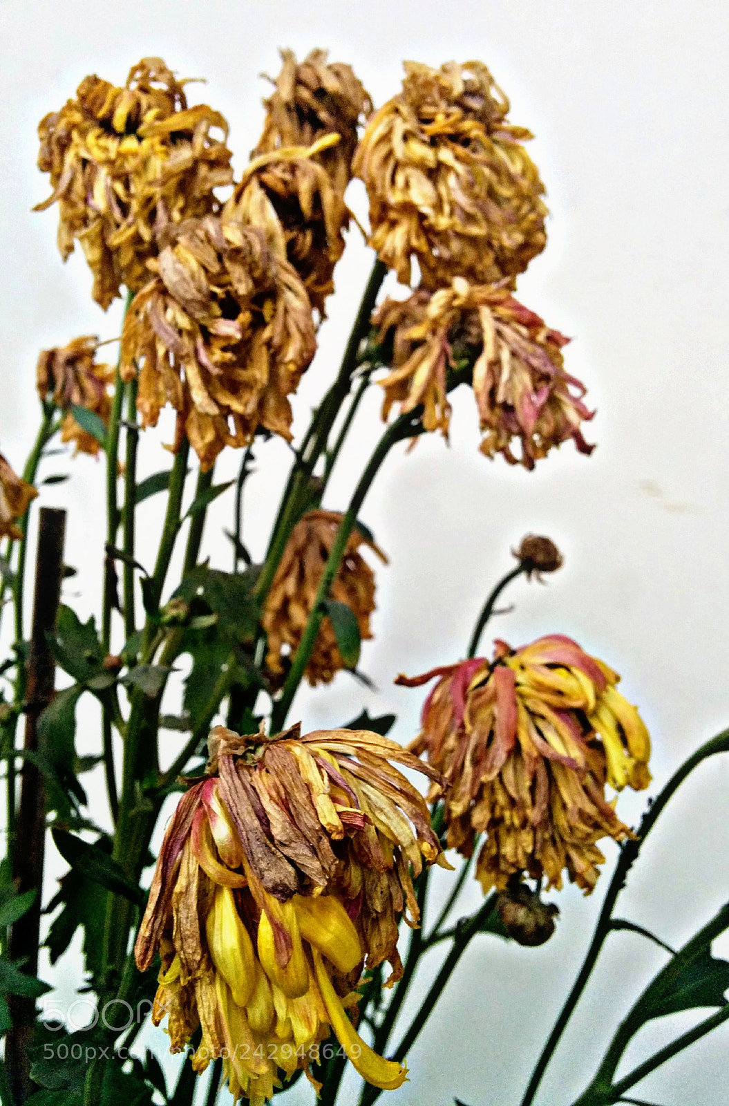 LG Nexus 5 sample photo. # muffled flower # photography
