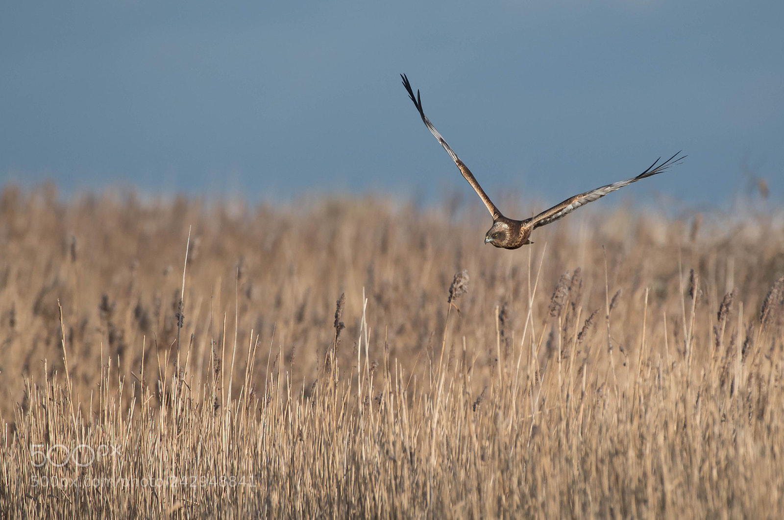 Nikon D500 sample photo. Marsh harrier hunting photography