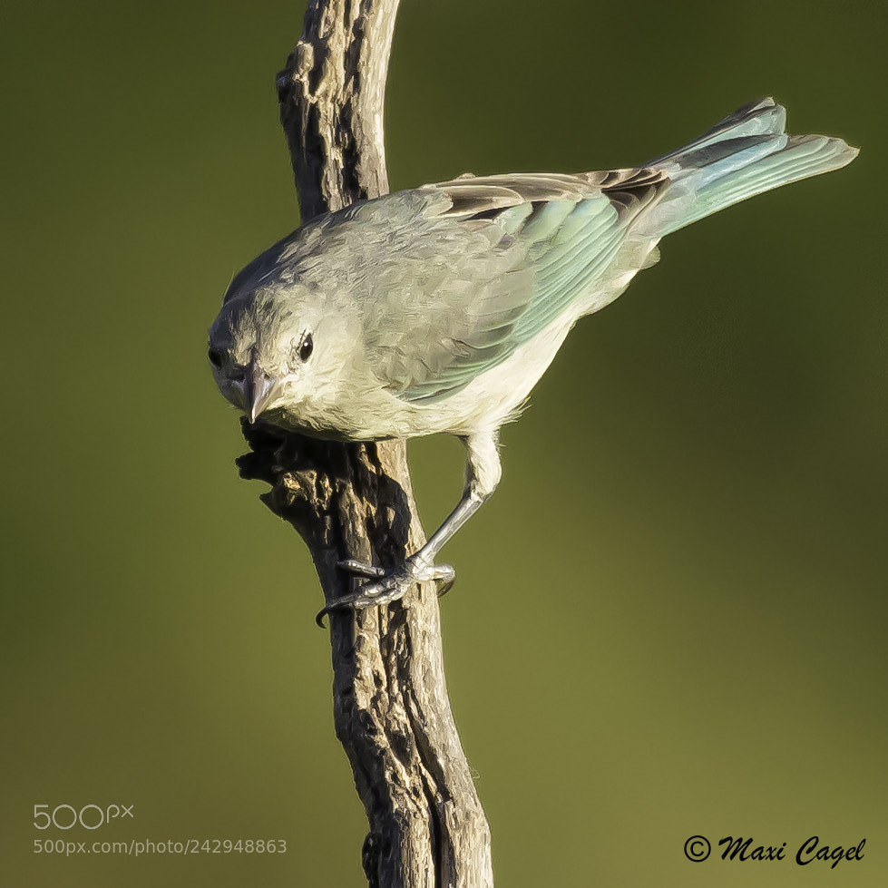 Nikon D500 sample photo. Sky blue wings photography
