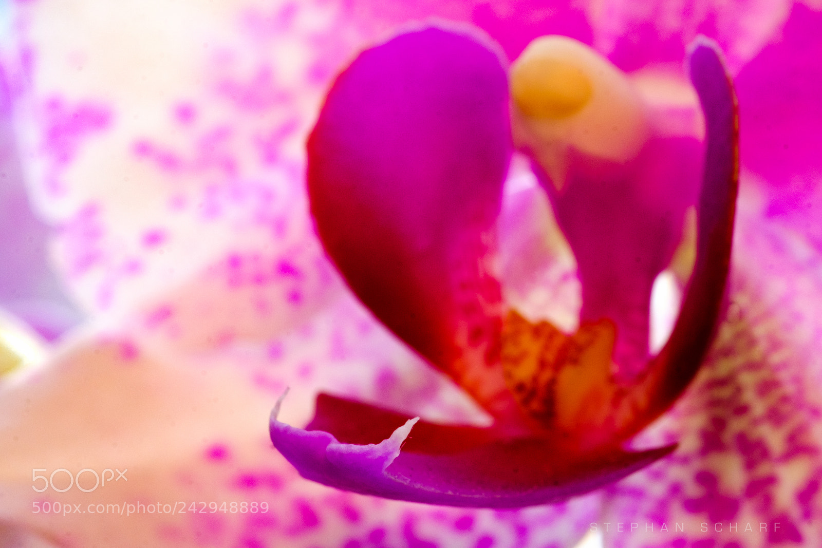 Fujifilm X-T10 sample photo. Orchid fangs photography