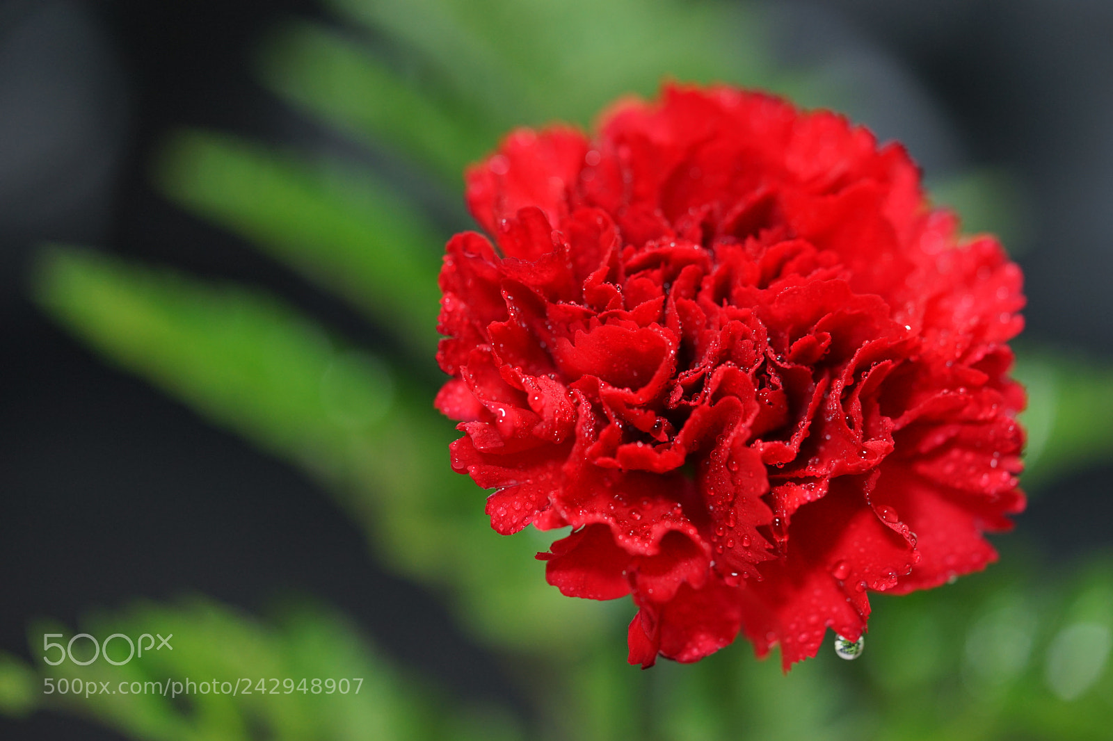 Sony a7 II sample photo. Carnation photography