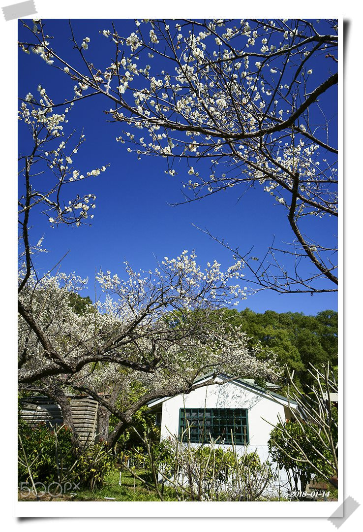 Sony Alpha NEX-6 sample photo. White plum photography