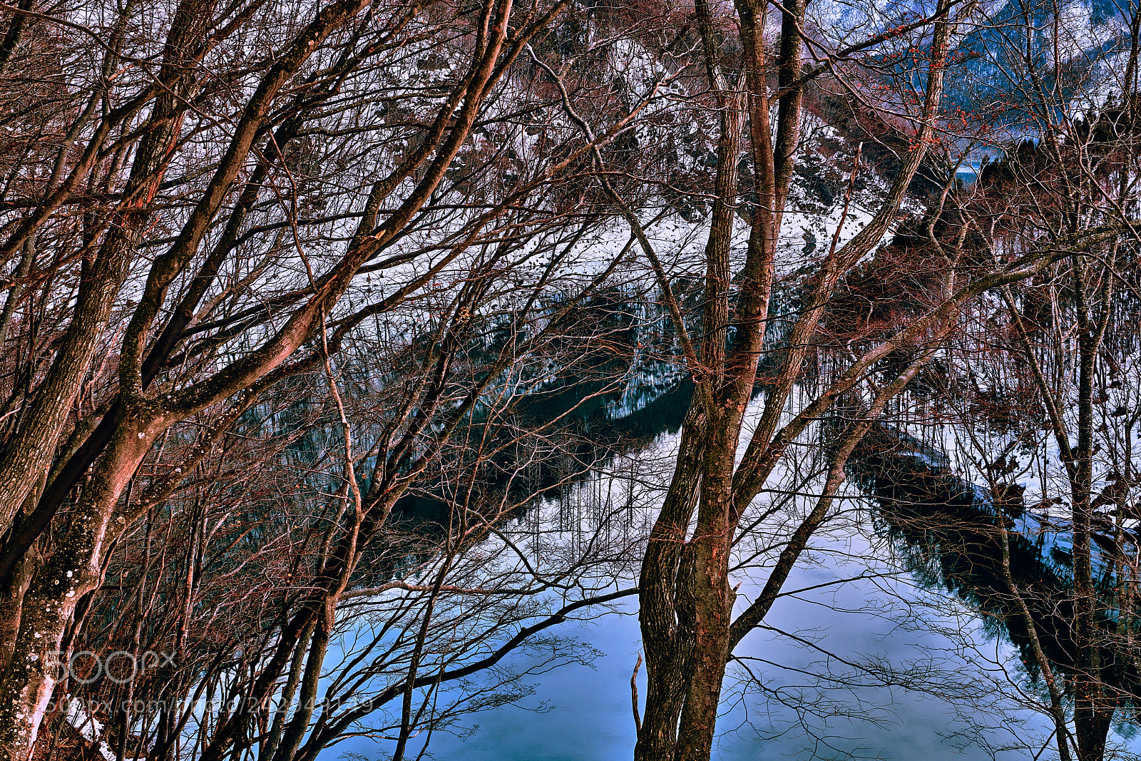 Nikon D850 sample photo. Winter trees photography