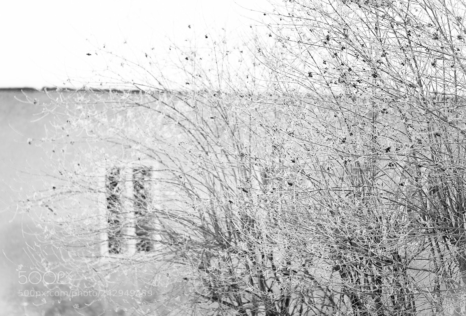 Canon EOS 450D (EOS Rebel XSi / EOS Kiss X2) sample photo. Hibernation photography