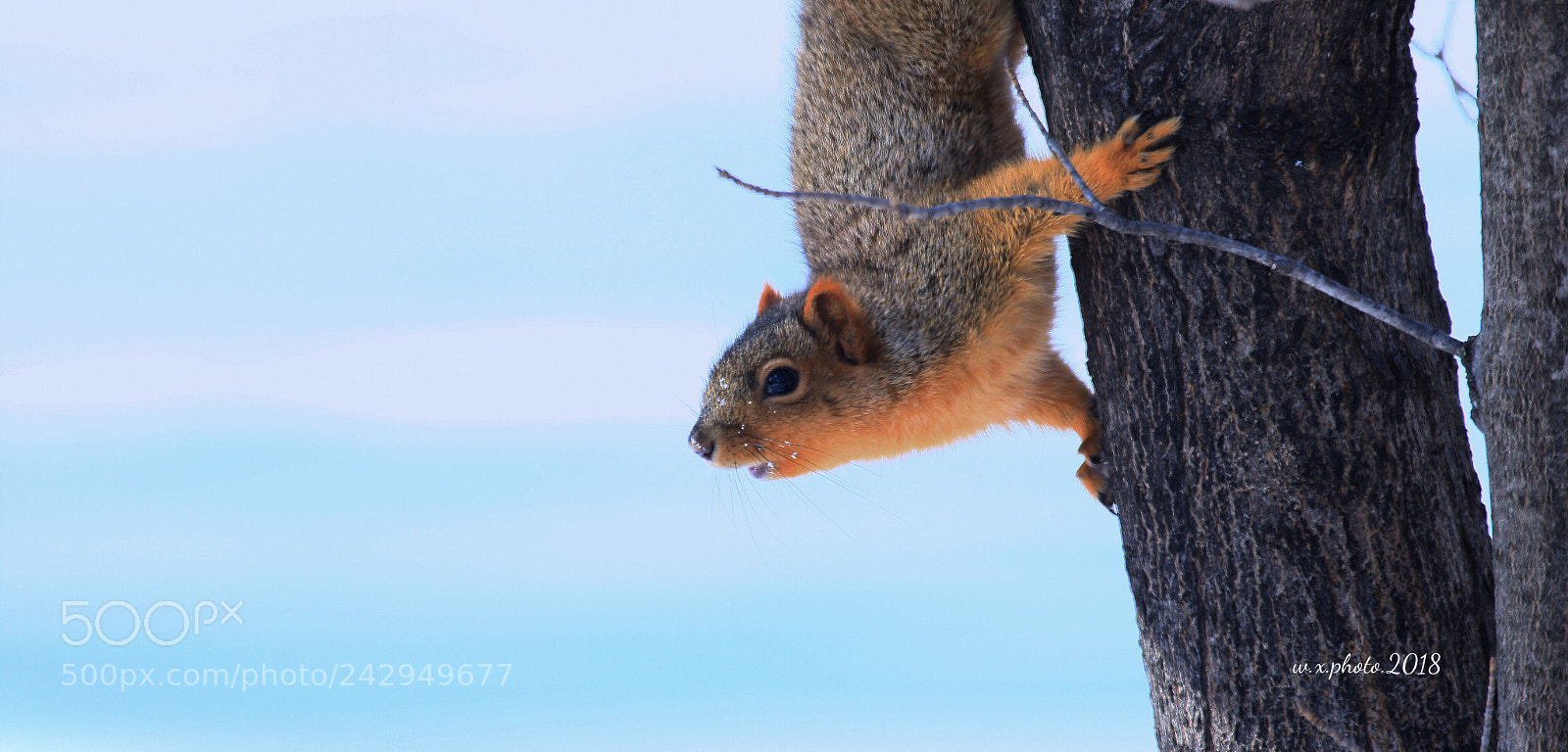 Canon EOS 7D Mark II sample photo. Looking around photography