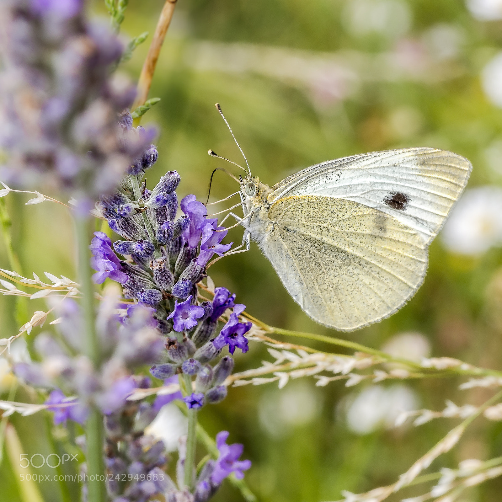Olympus OM-D E-M5 sample photo. White butterfly #3 photography