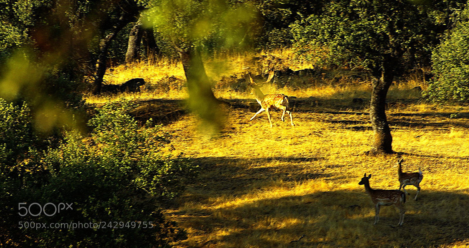 Pentax K10D sample photo. Gamos en poca de photography