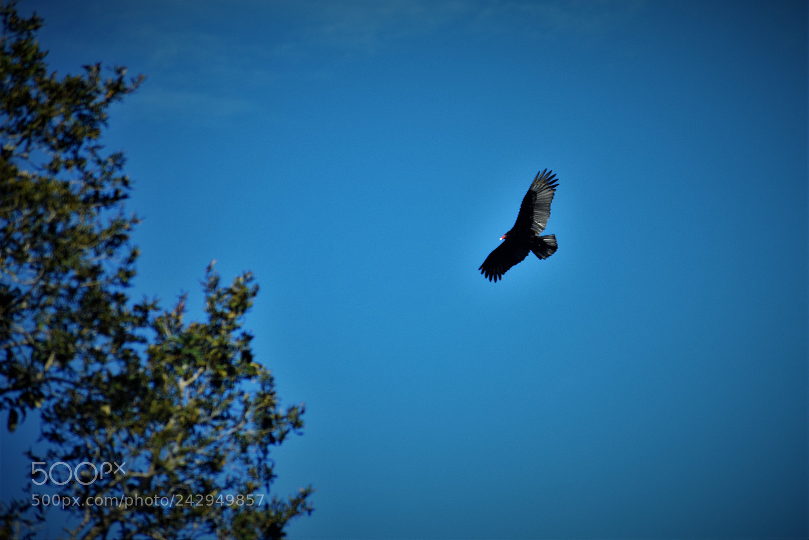 Nikon D3400 sample photo. Bird and branches photography
