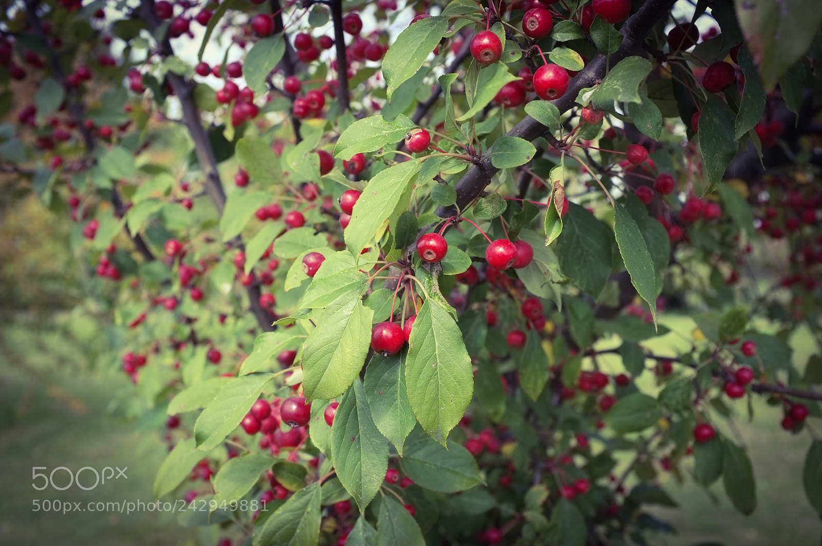 Fujifilm FinePix X100 sample photo. Untitled photography