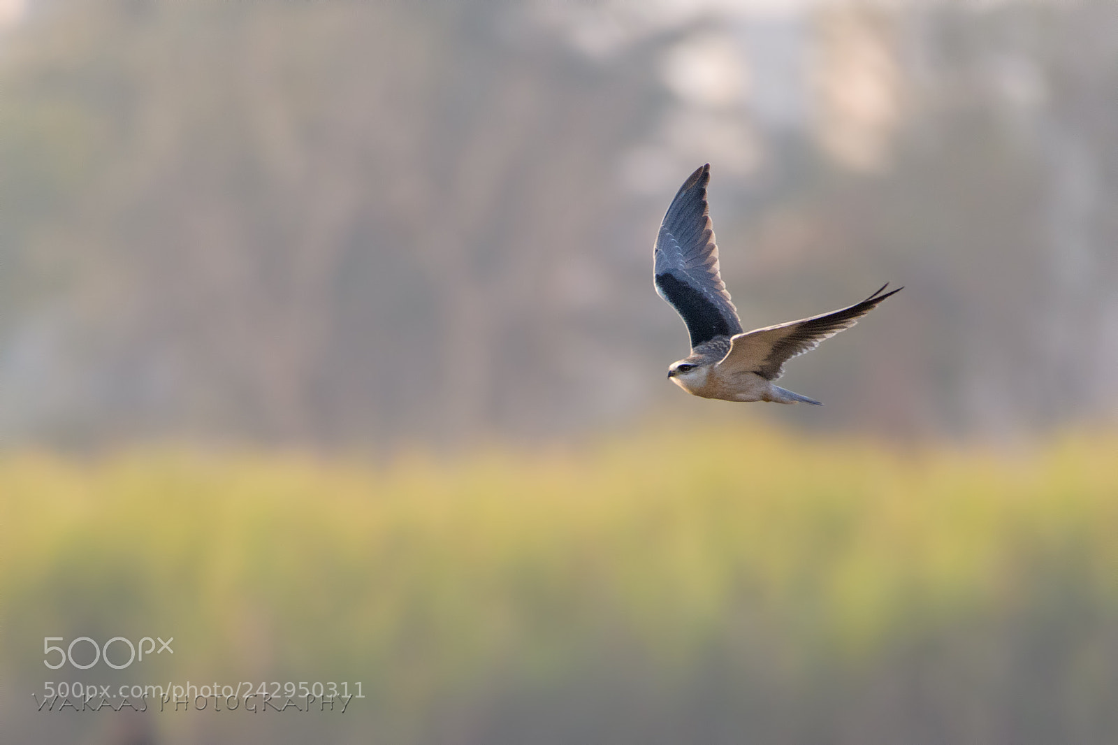 Nikon D850 sample photo. Black-winged kite photography