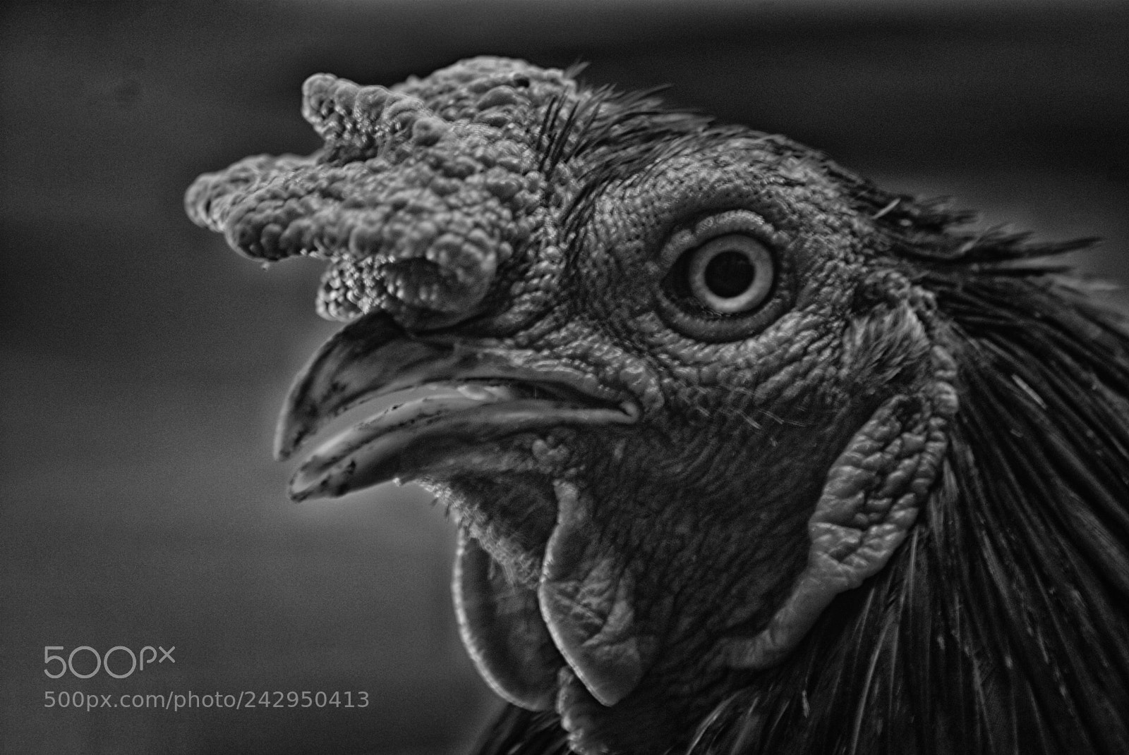 Sony Alpha DSLR-A200 sample photo. My toraja rooster photography