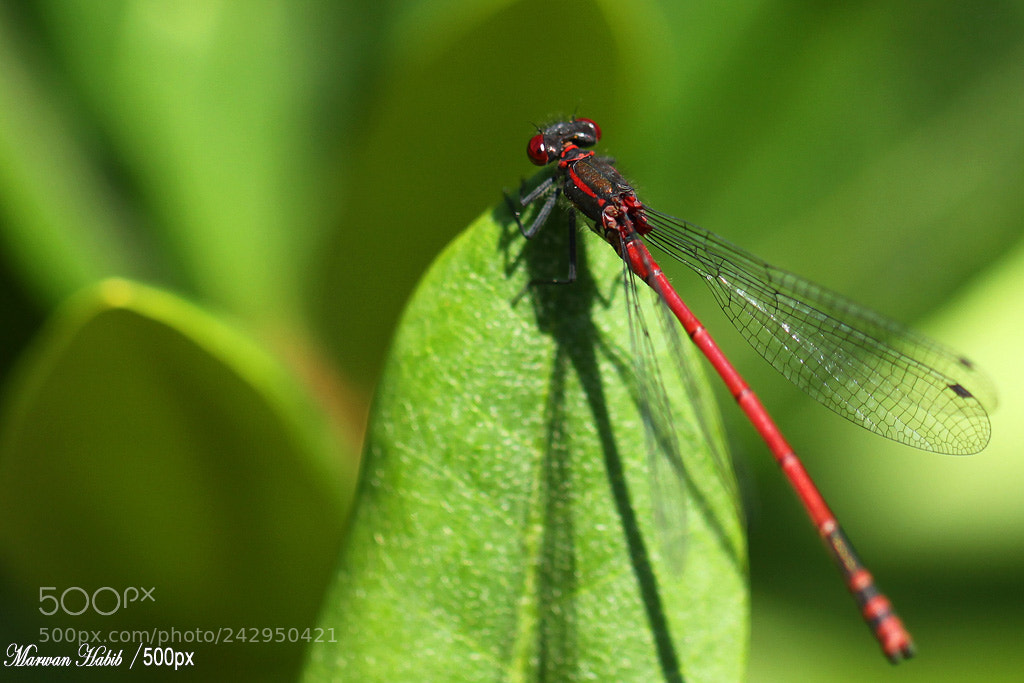 Canon EOS 50D sample photo. Dragonfly / libellule photography