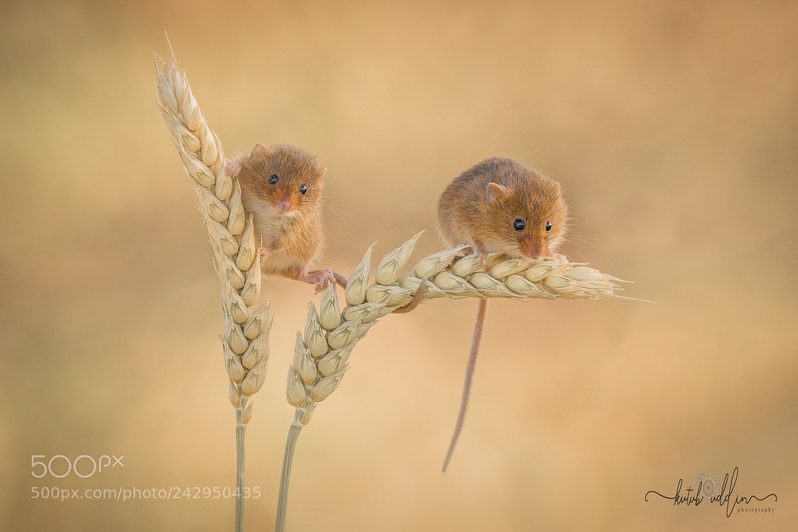 Sony ILCA-77M2 sample photo. Harvest mice photography