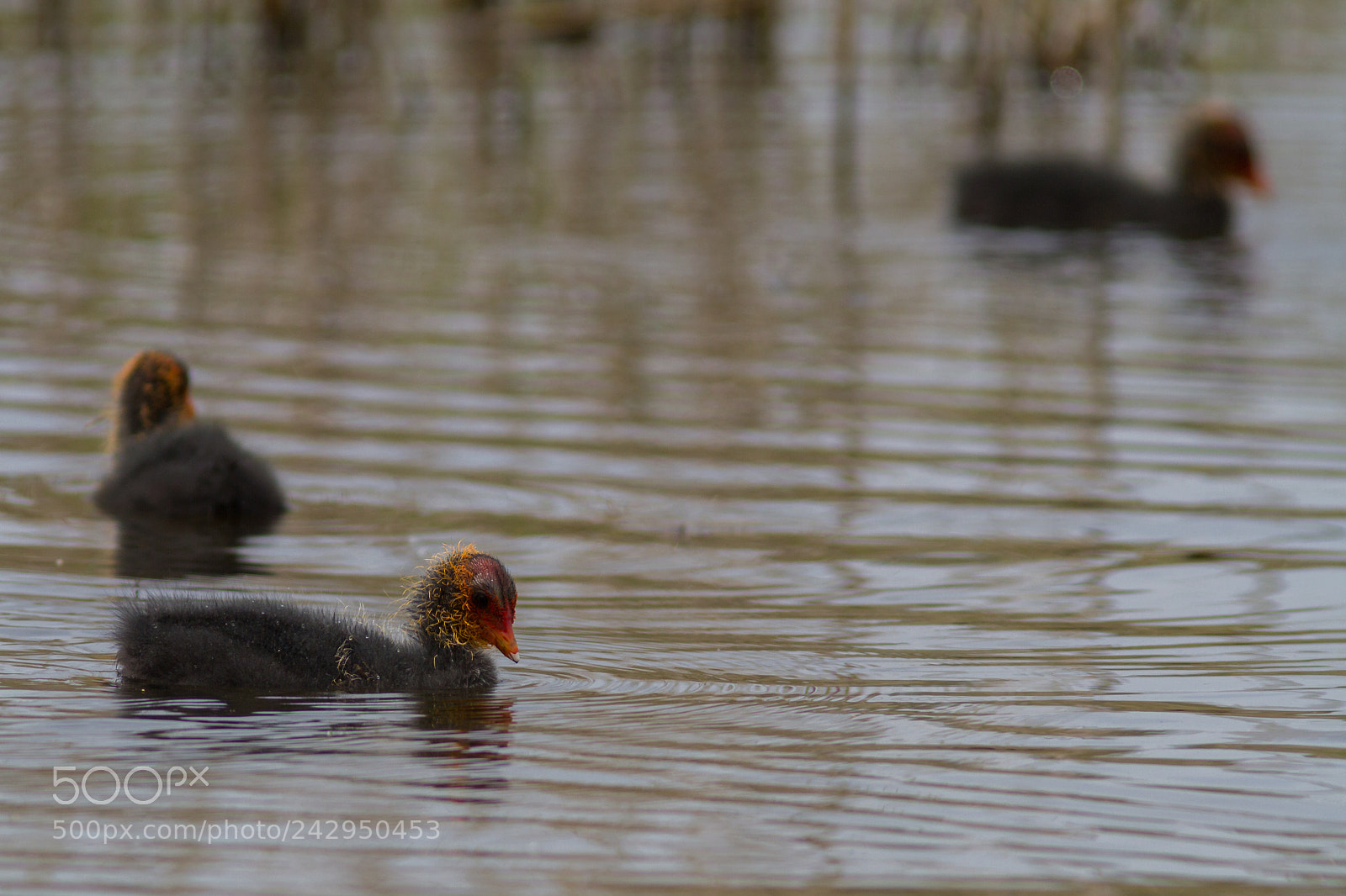 Canon EOS 7D sample photo. Coot chicks photography