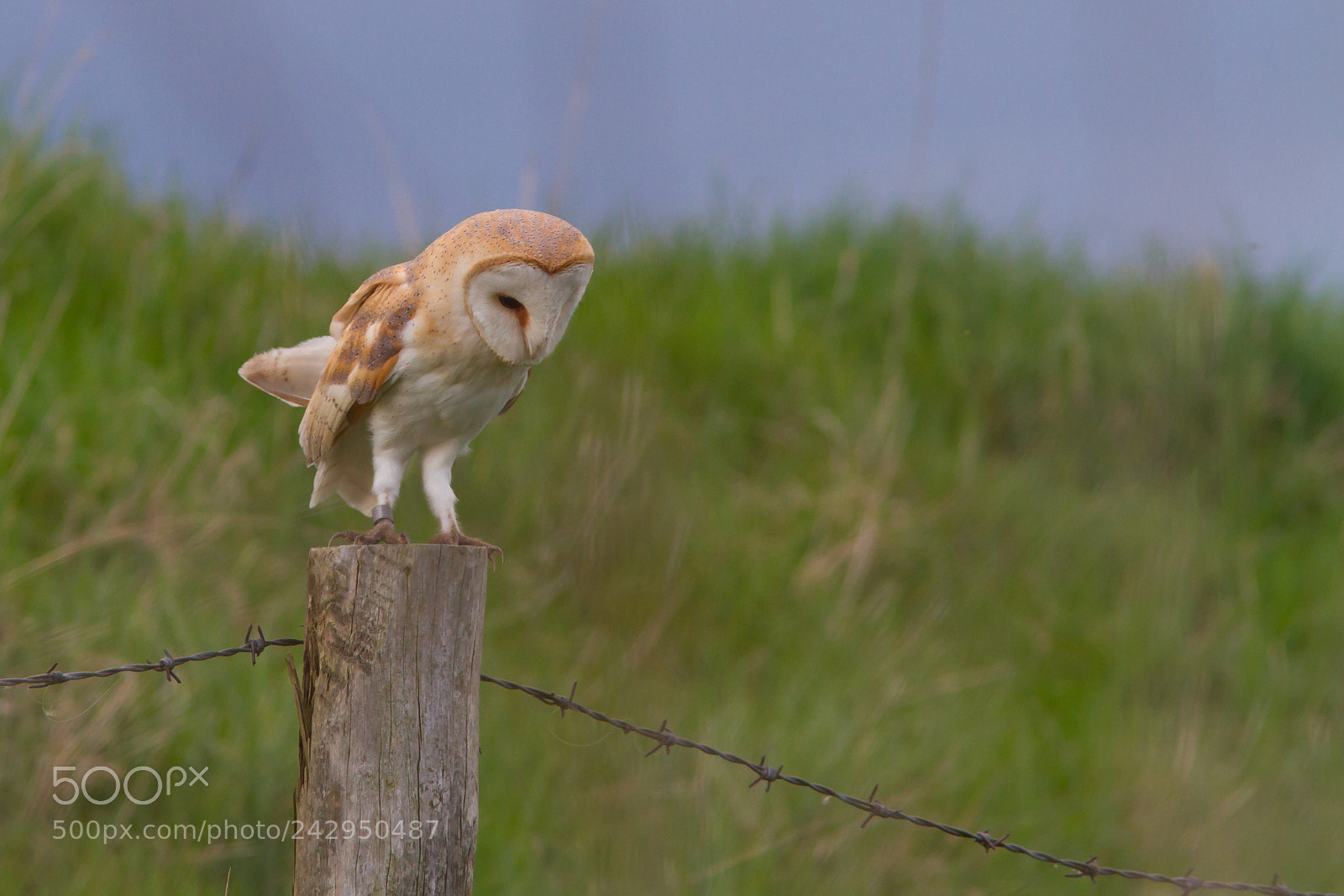 Canon EOS 7D sample photo. Barn owl looking down photography