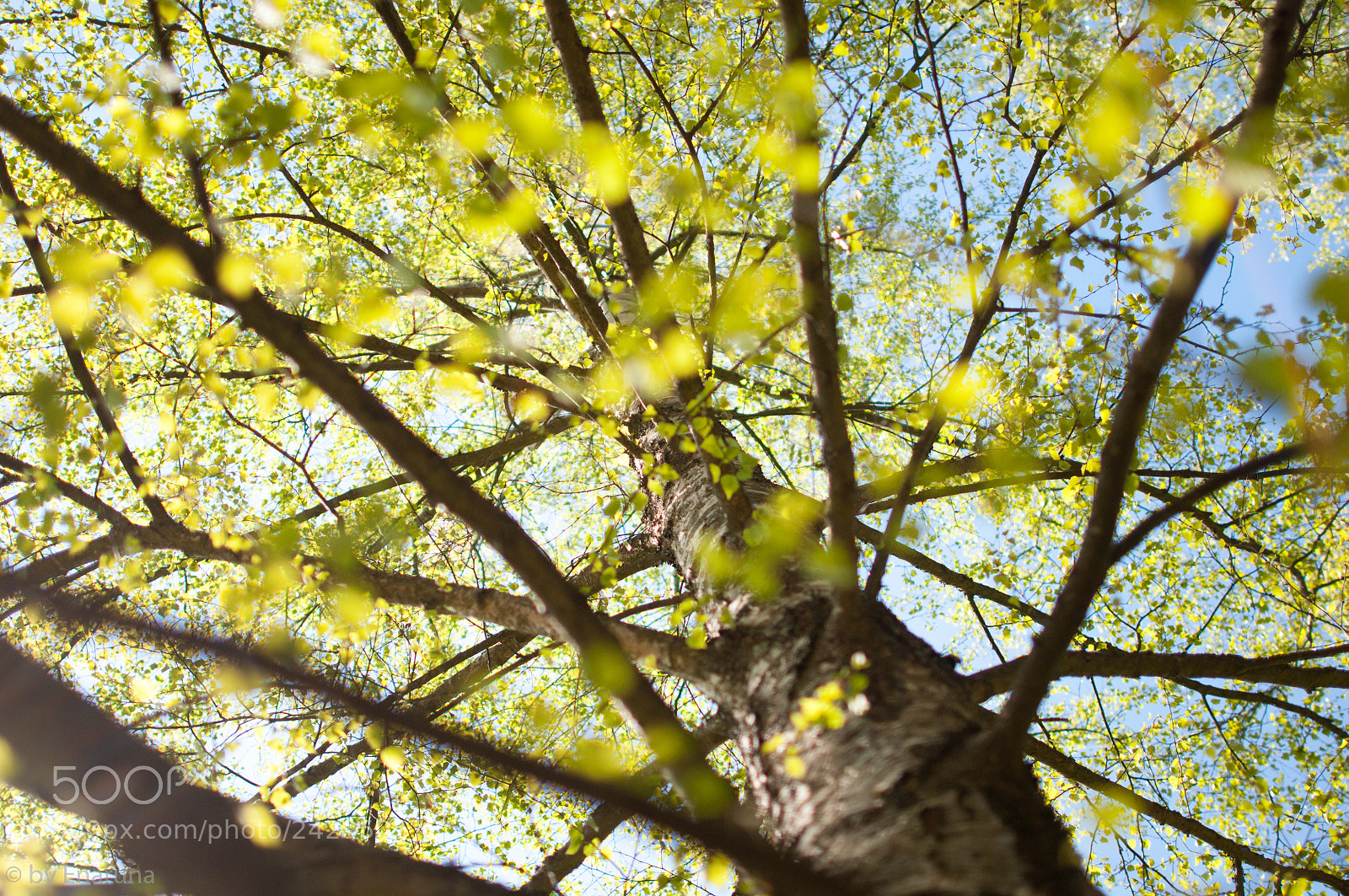 Nikon D300S sample photo. Young birch leaves photography