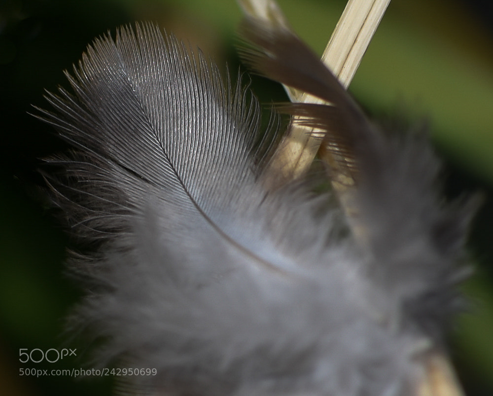 Nikon D7200 sample photo. Untitled photography