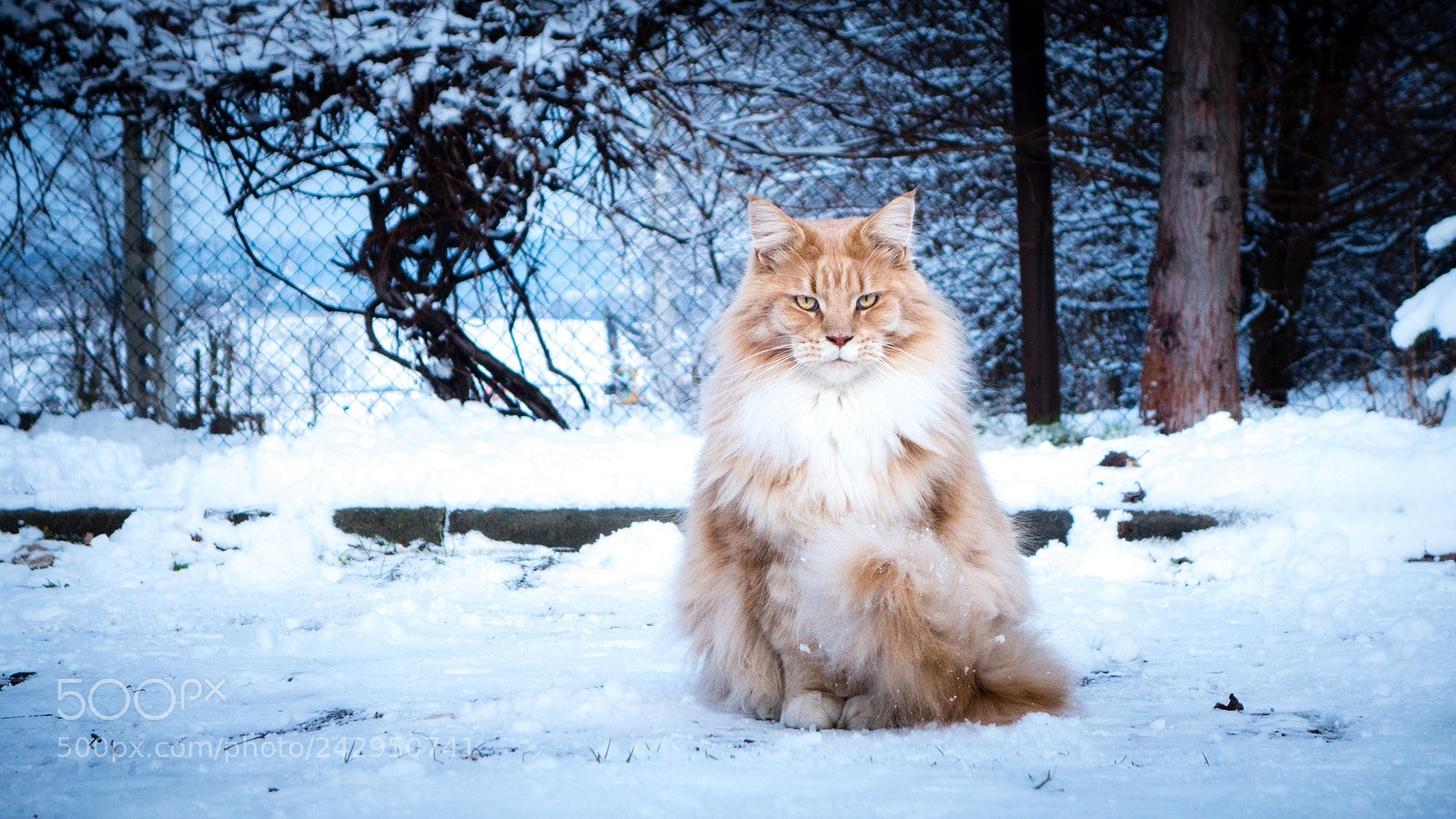 Sony Cyber-shot DSC-RX100 II sample photo. Maine coon photography