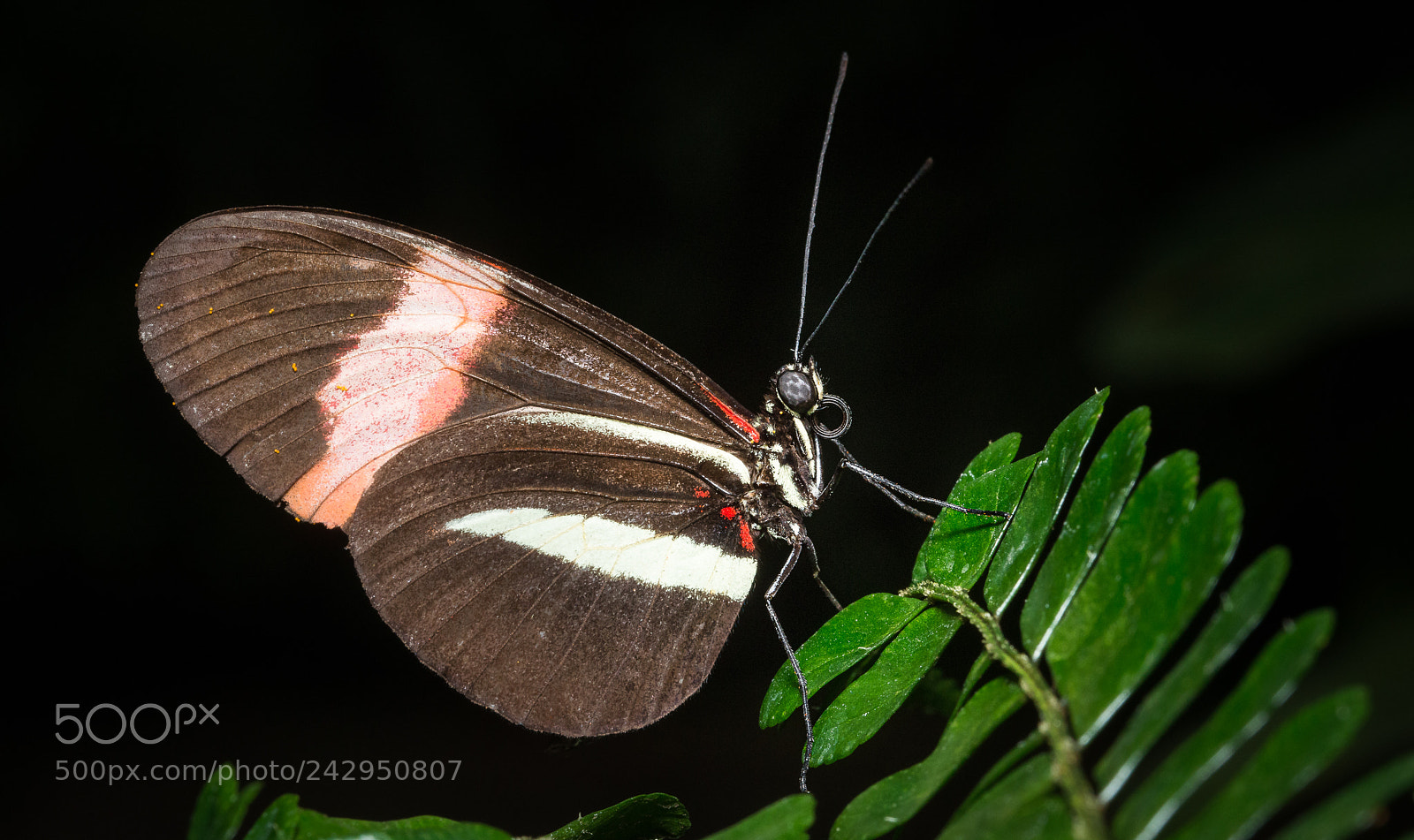 Nikon D800 sample photo. Butterfly in winter photography