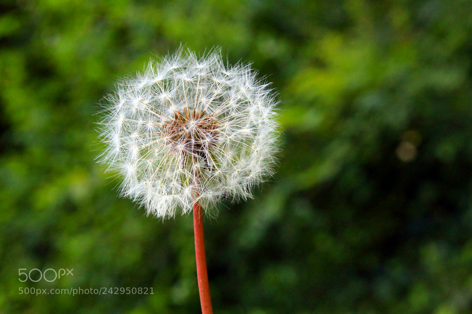 Canon EOS 1300D (EOS Rebel T6 / EOS Kiss X80) sample photo. Dandelion photography