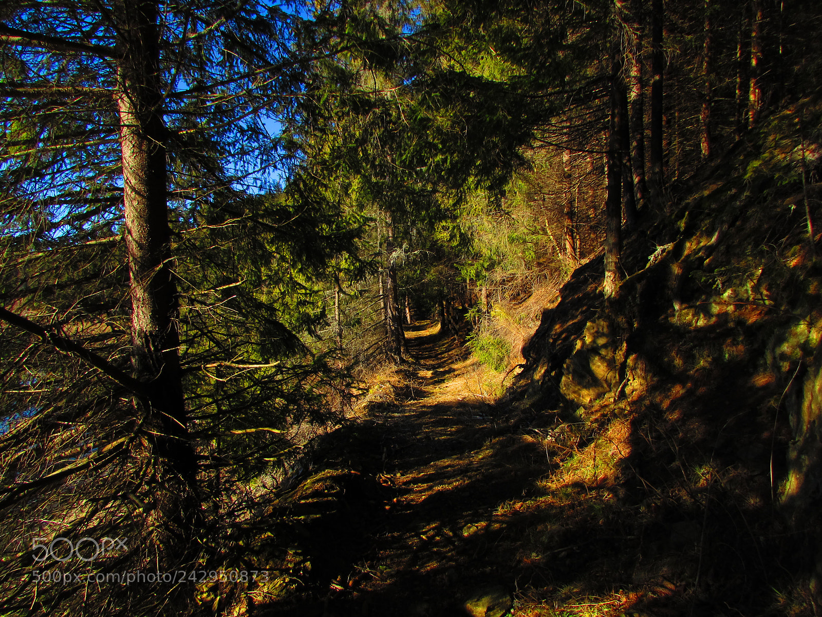 Canon PowerShot SX510 HS sample photo. One of many paths photography