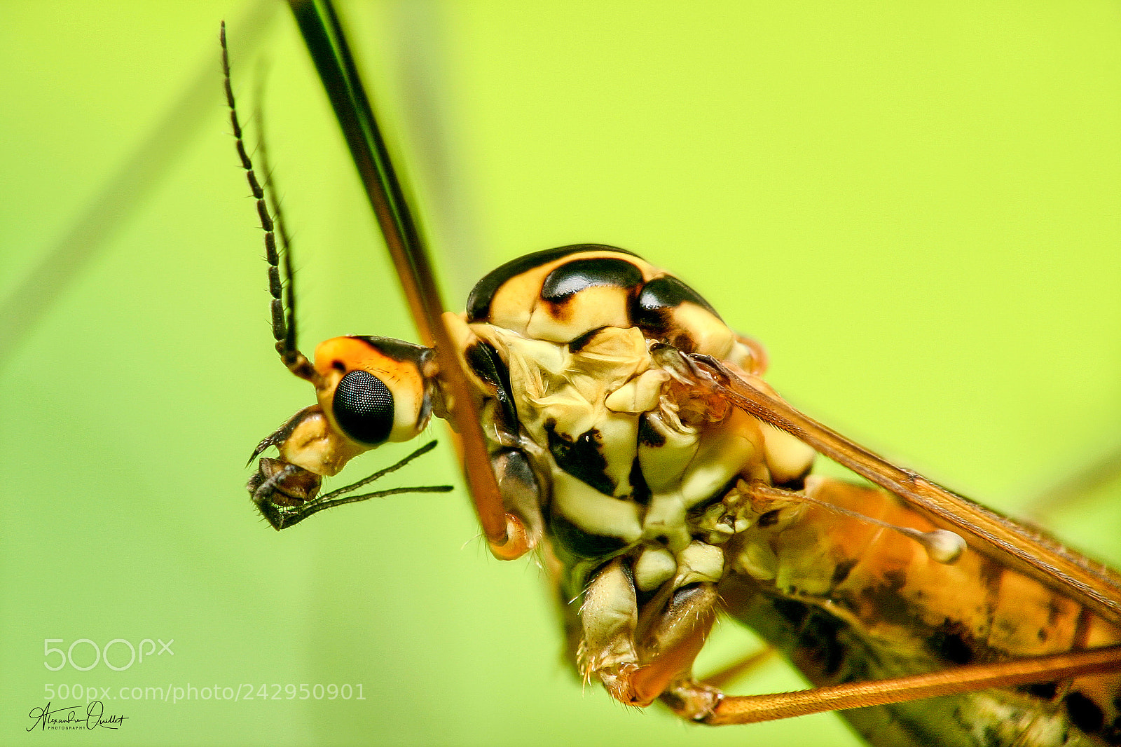 Canon EOS 10D sample photo. Close-up of a tipula photography