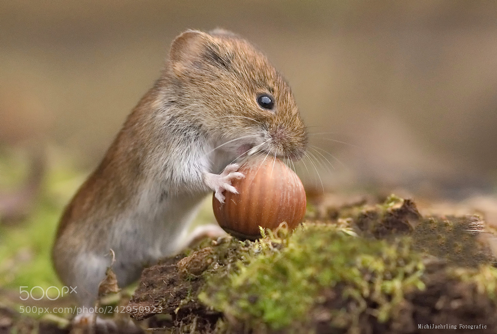 Nikon D7200 sample photo. Little wildlife mouse photography