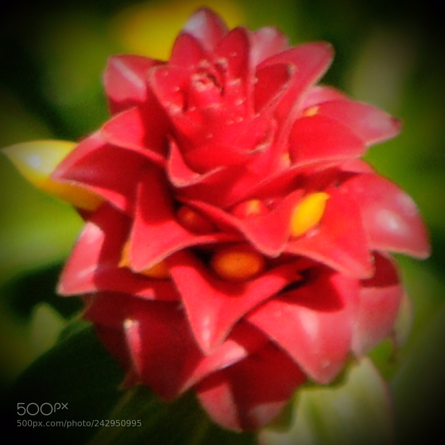 Nikon D300 sample photo. Wild red ginger photography