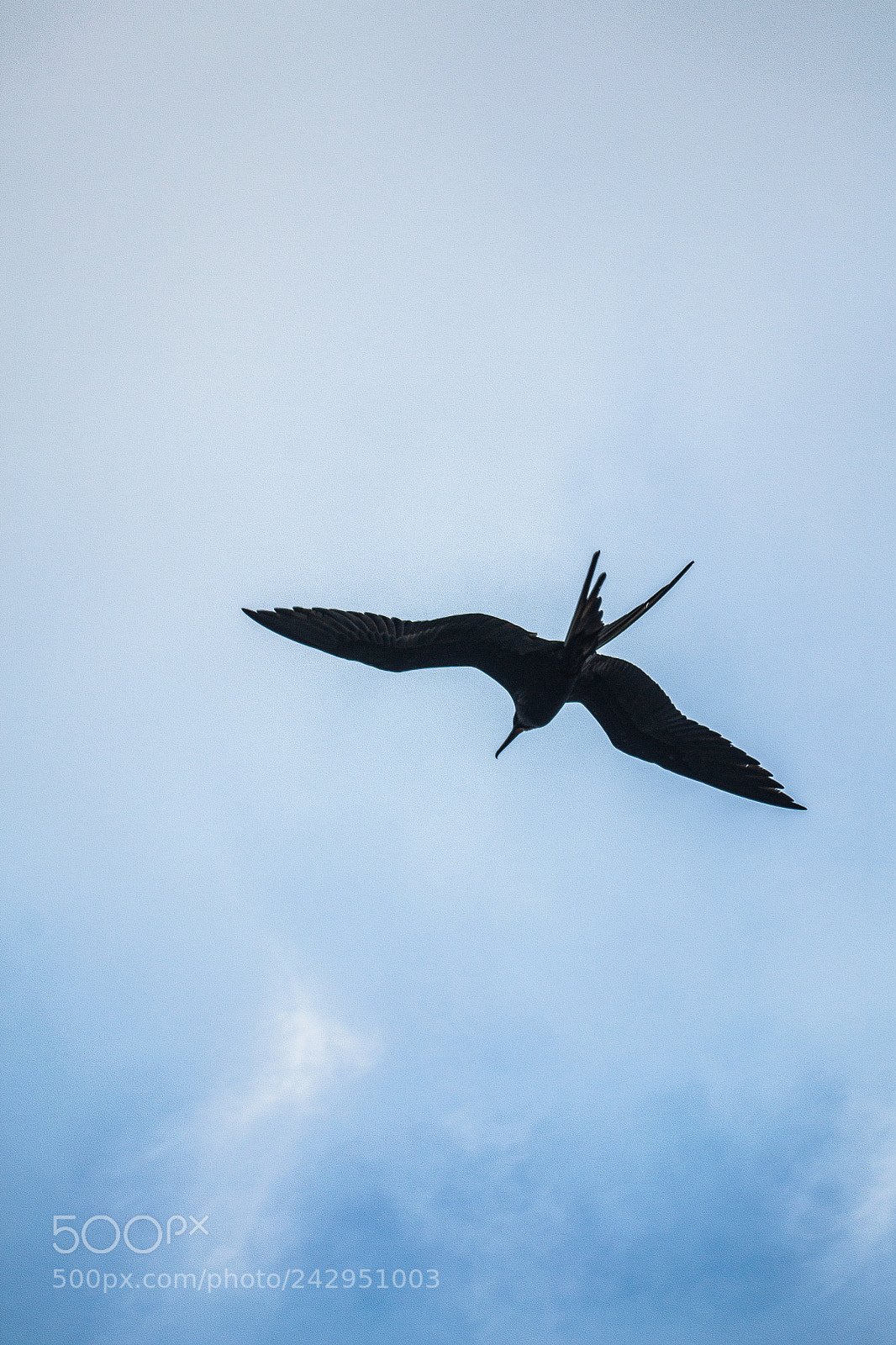 Nikon D3100 sample photo. Fragata iii photography