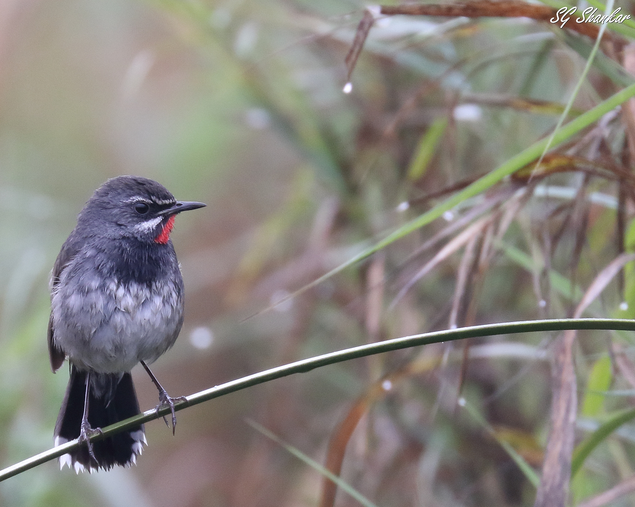 Canon EOS 7D Mark II sample photo. White-tailed rubythroat (luscinia pectoralis)- male photography