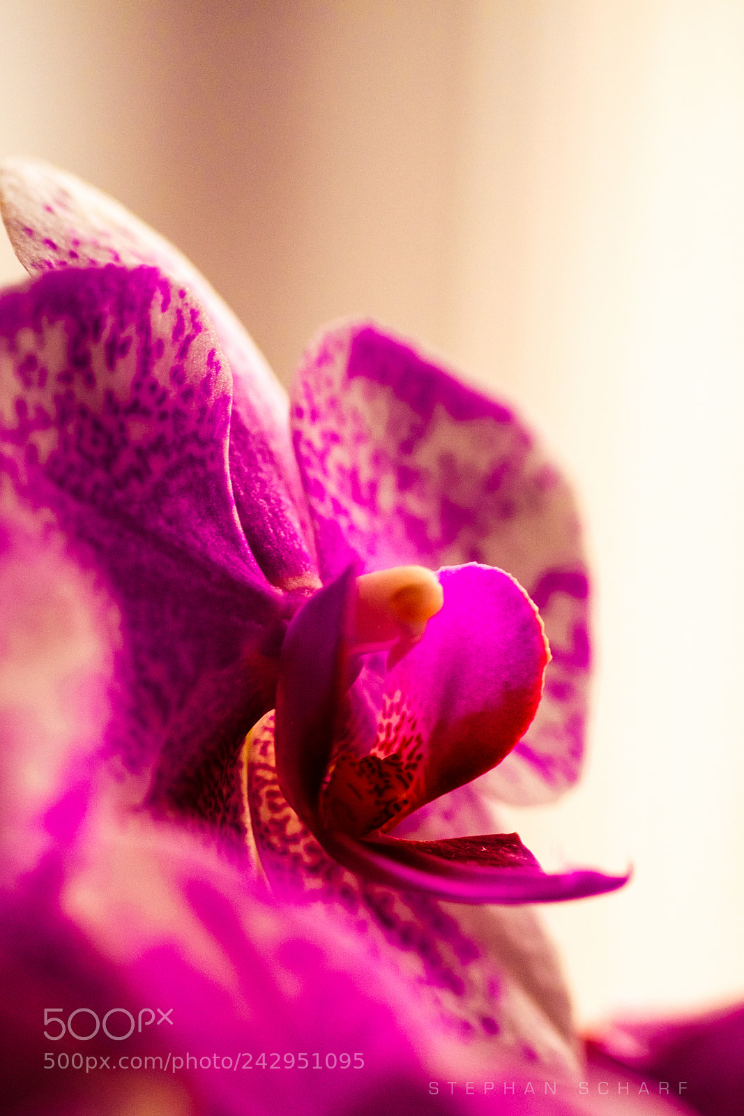 Fujifilm X-T10 sample photo. Phal midi photography