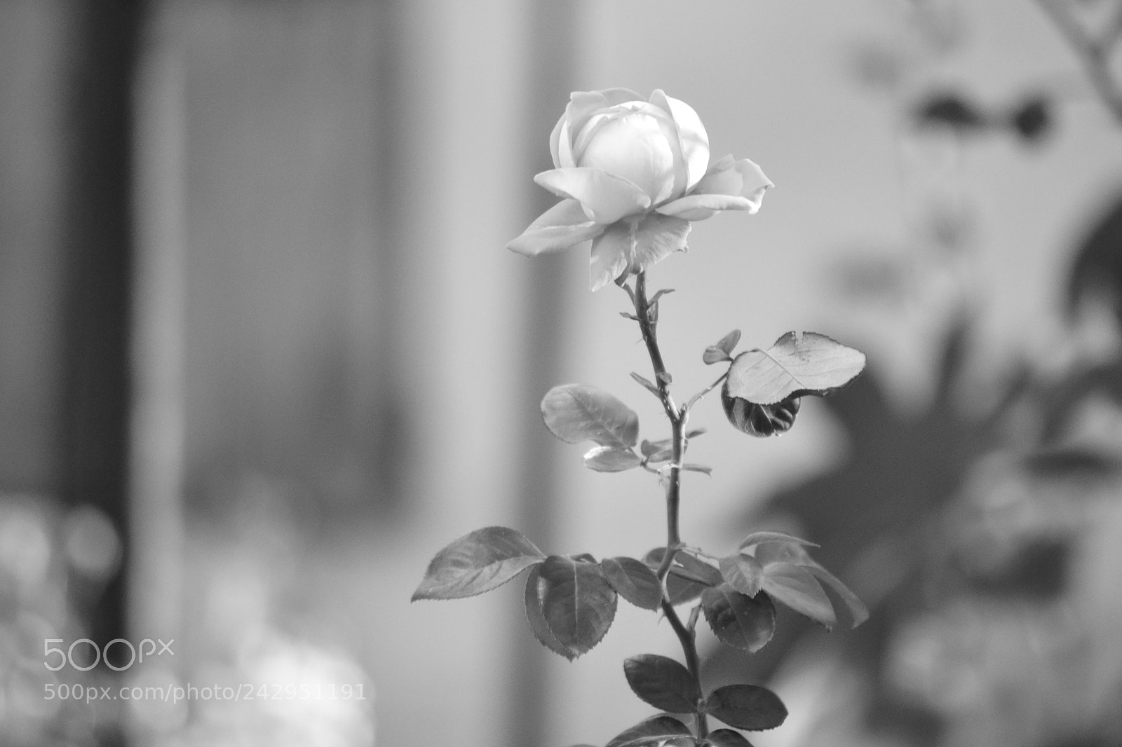 Nikon D3100 sample photo. Every rose has its photography