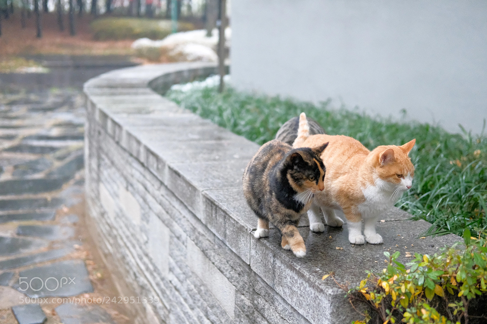 Fujifilm X-T2 sample photo. Dscf photography