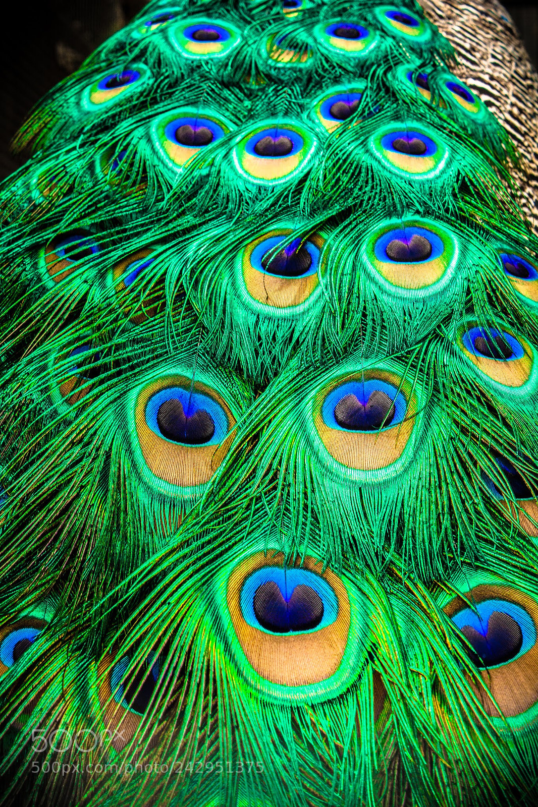 Canon EOS 450D (EOS Rebel XSi / EOS Kiss X2) sample photo. Peacock feather photography