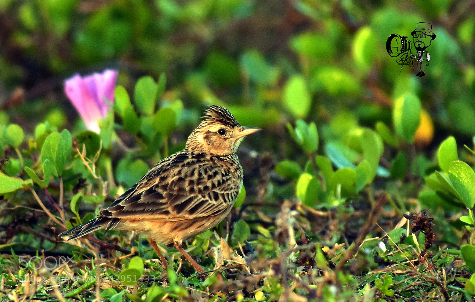 Nikon D7200 sample photo. Birds photography