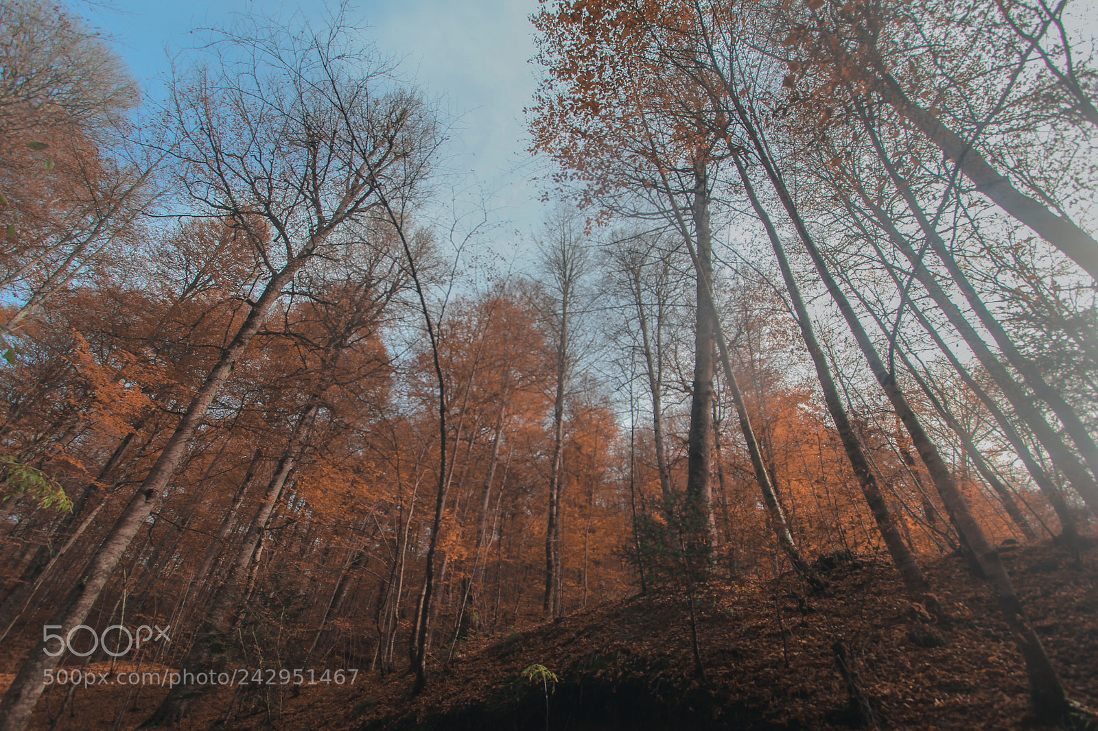 Canon EOS 60D sample photo. Bolu photography