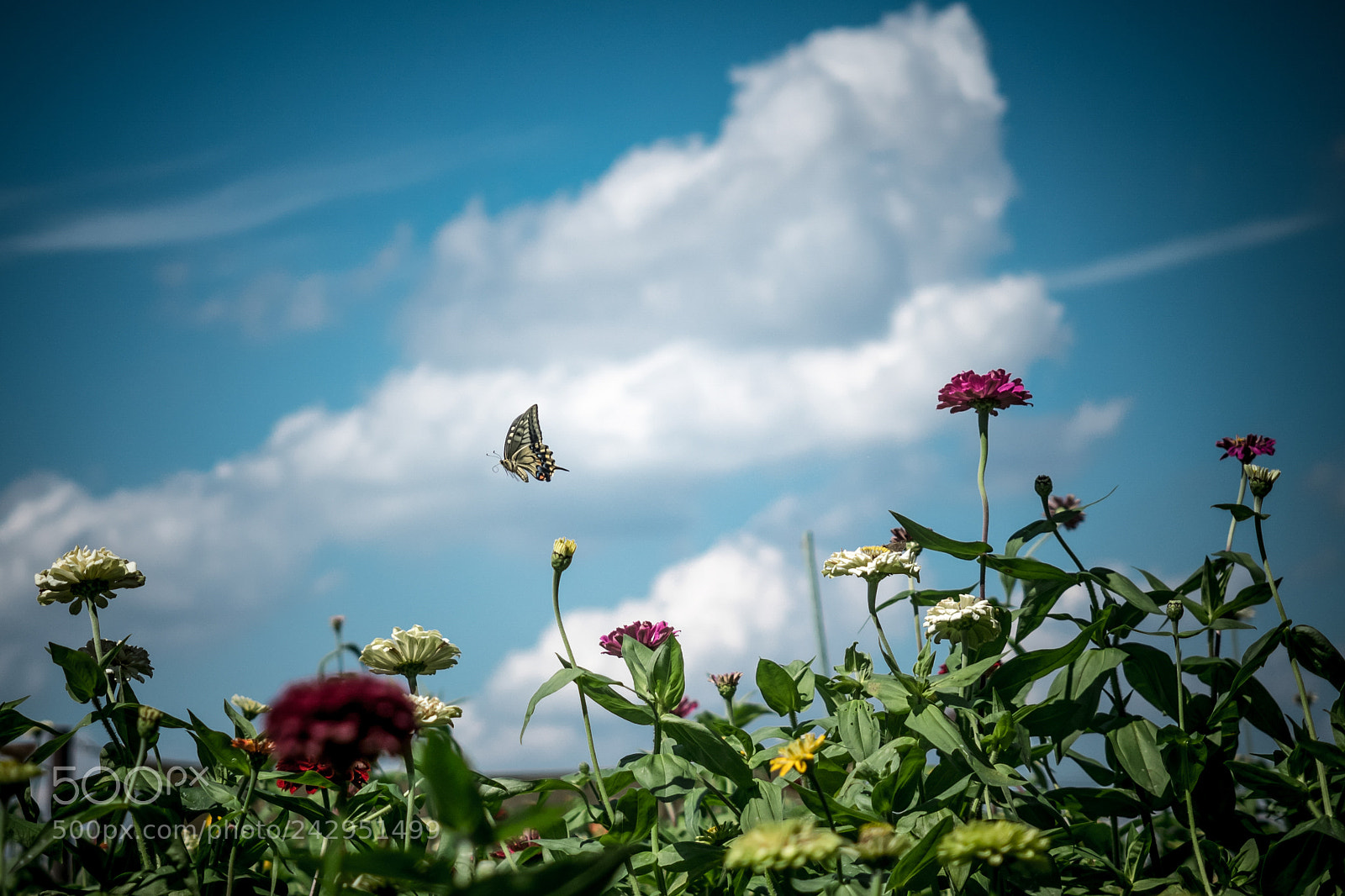 Olympus OM-D E-M1 sample photo. Summer sky photography