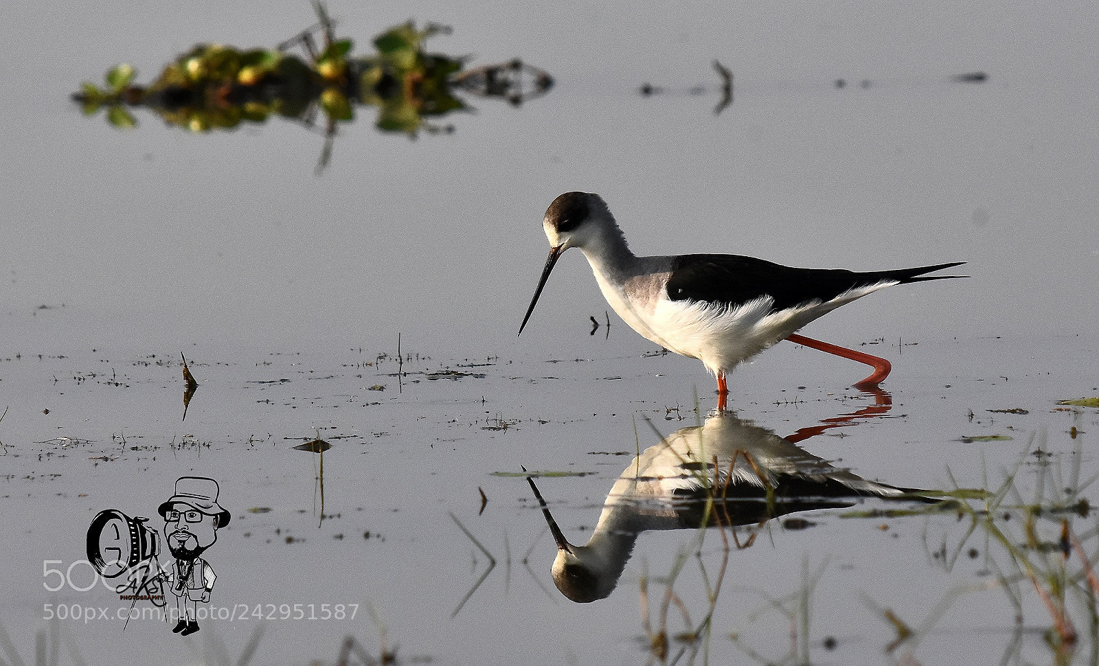 Nikon D7200 sample photo. Birds photography