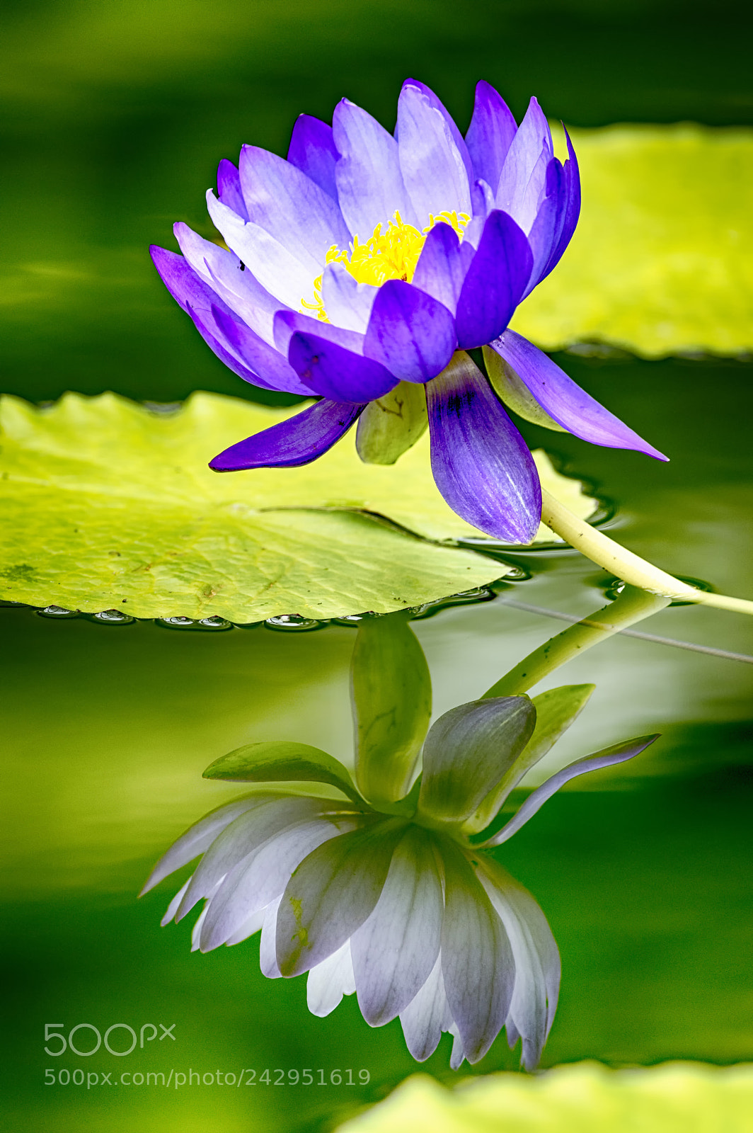 Pentax K-3 sample photo. Reflection photography